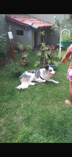 Cachorro borde collie 