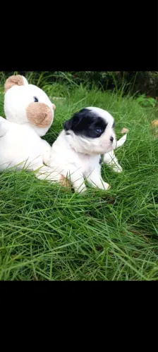 Shih tzu fêmea 