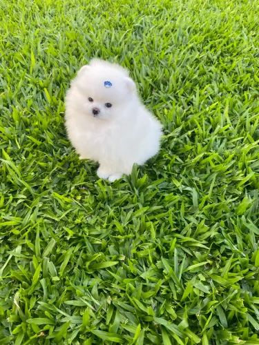 Lindo filhote machinho branco de spitz alemão anão 