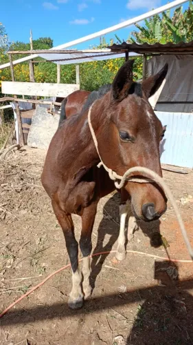 Cavalo Potro