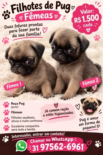 Filho de pug