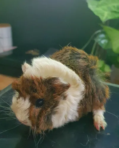 Porquinhos da Índia - Peruanos