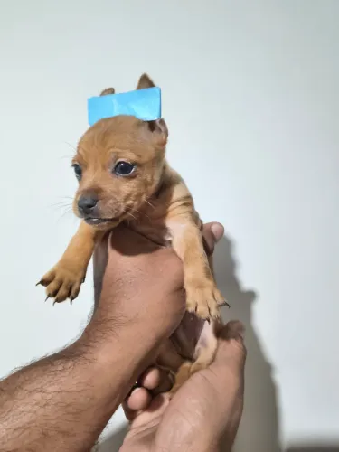 Pinscher