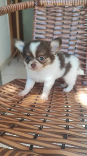 Chihuahua macho pelo longo