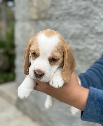 Beagle Femea Bicolor