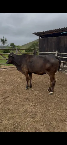 Vacas leiteiras a venda