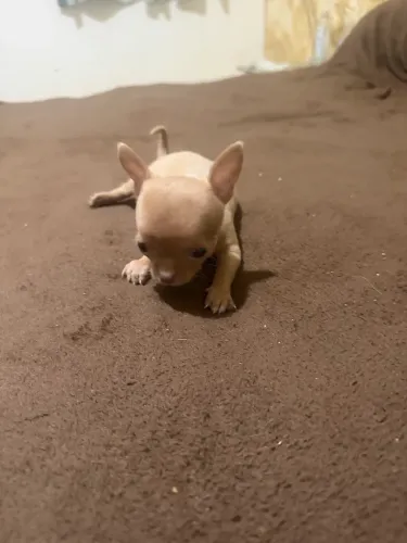 Chihuahua