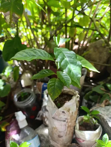 MUDAS DE CAFÉ ARABICA VERMELHO IAC 125