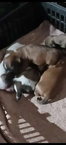 Filhotes de mini Chitzu