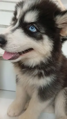 Husky siberiano 