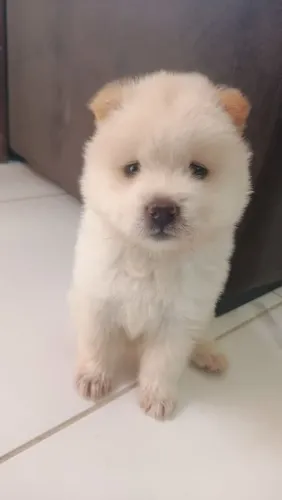 VENDE-SE CACHORROS CHOW CHOW