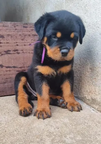 Rottweiler 