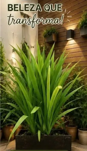 Planta com vaso grande
