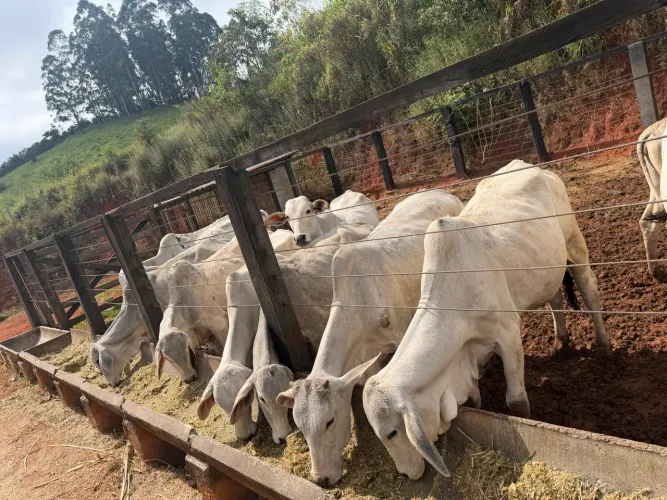Bezerros e bezerras tabapuã