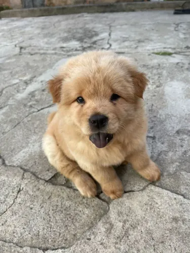 Chow Chow creme !