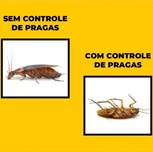 Detetização detetização completo 