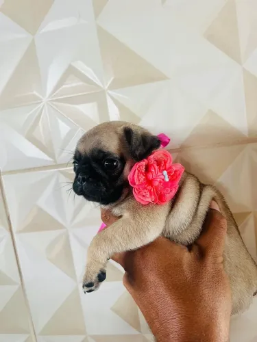 Filhotes de pug