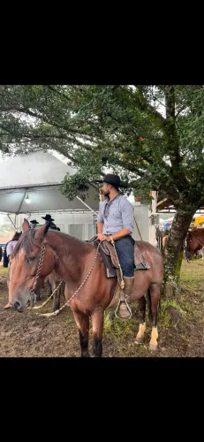 Cavalo rosilho a venda