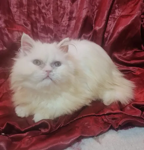 Filhote gato persa macho show 