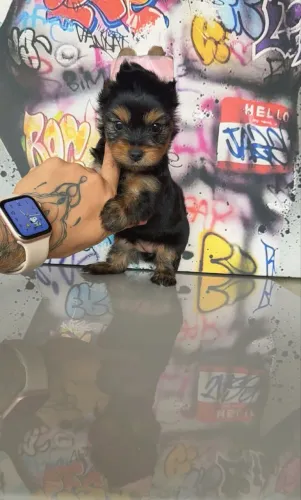 Princesinha yorkshire terrier 