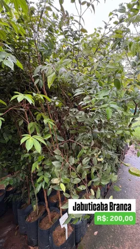 Muda de Jabuticaba Branca