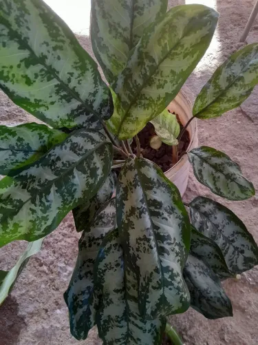 Plantas já pegadas