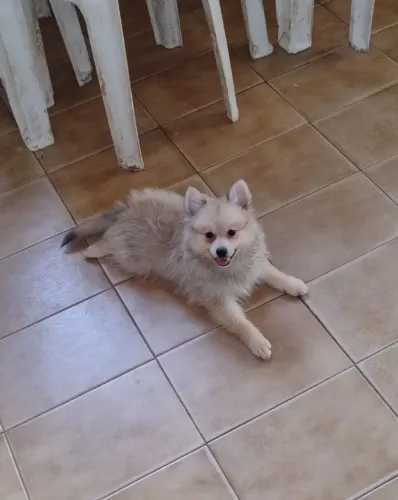 Spitz alemão anão 