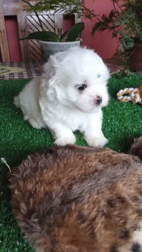 Filhote de Maltês o bebê de quatro patas que todos querem no colo