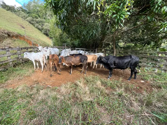 Vendo Bezerros, vacas e garrotes!