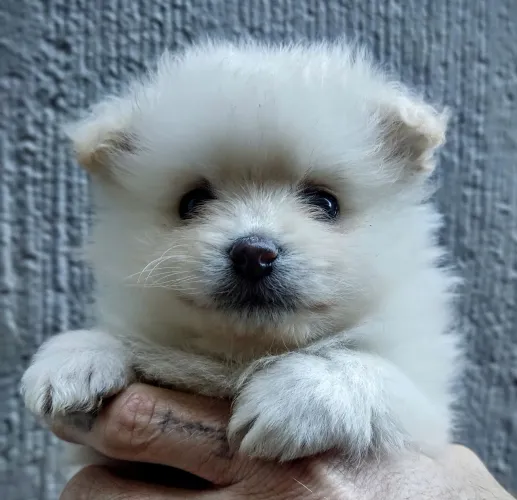 Spitz Alemão
