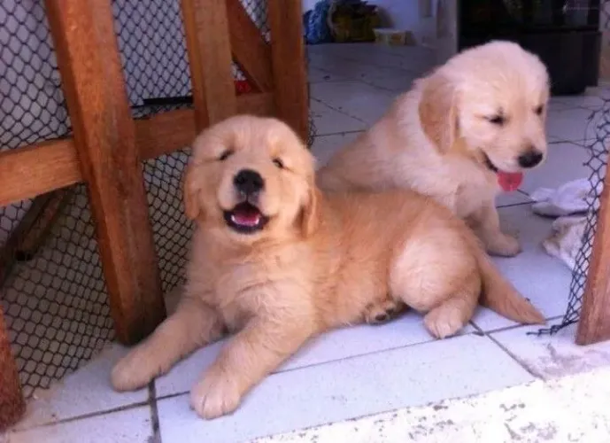 Adoção filhotes de golden