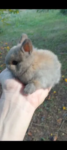 Mini coelho anão de netherland