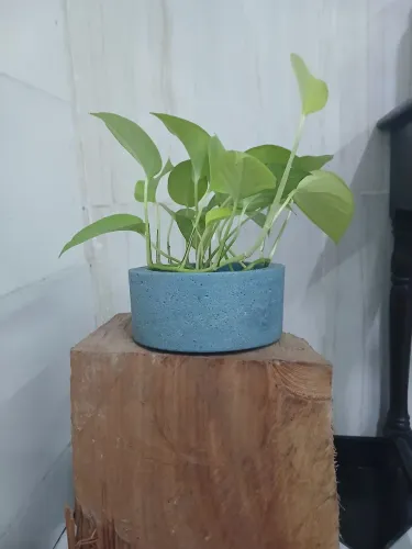 Planta Jiboia Neon
