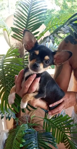 Chihuahua fêmea Black tan