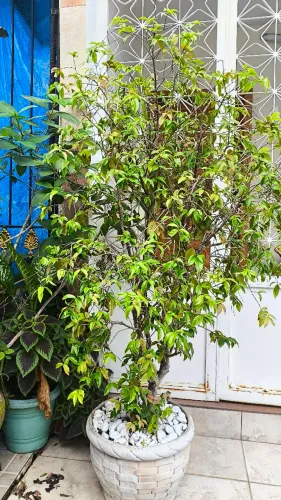 Jabuticabeira Mini