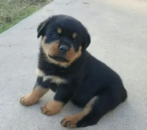Cão de guarda rottweiler filhote