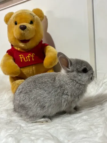 Coelhos Netherland filhotes