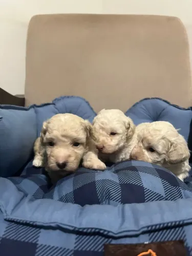 Poodle Machos