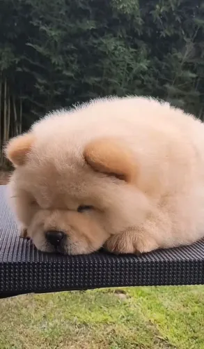 O Chow Chow é a mistura perfeita de beleza e lealdade.