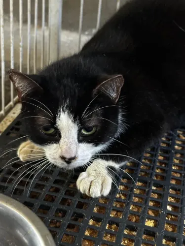 Doa se Milly, castrada, vacinada, vermifugada e testada fiv/felv neg -Mooca SP