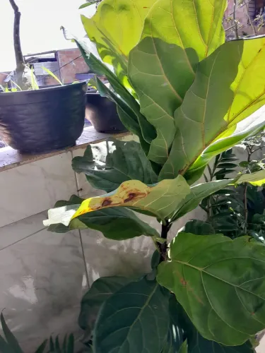 Plantas já pegadas