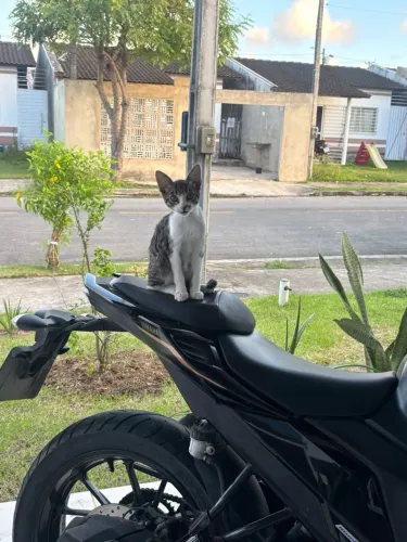 Doação de gato 