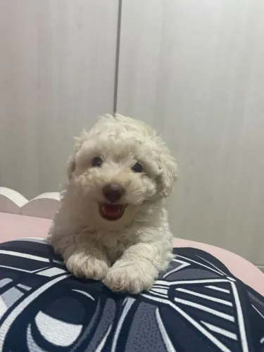 Poodle toy