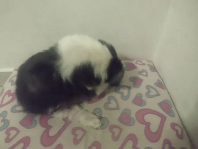 Doa-se Shih Tzu Idosa