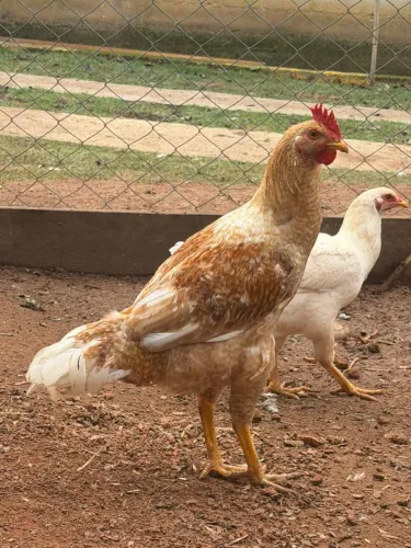 Vendo frango já servindo