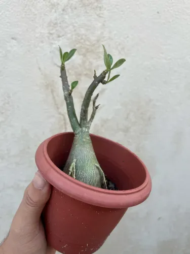 Rosa do deserto