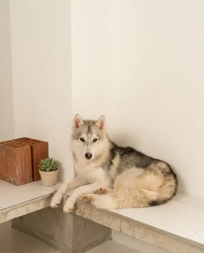 Husky Siberiano Puro de Verdade