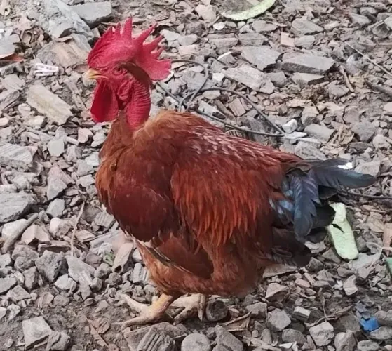 Galo Caipira / Pescoço Pelado