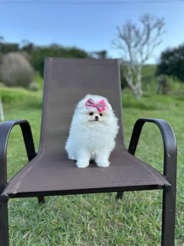 Spitz alemão anão minúsculo