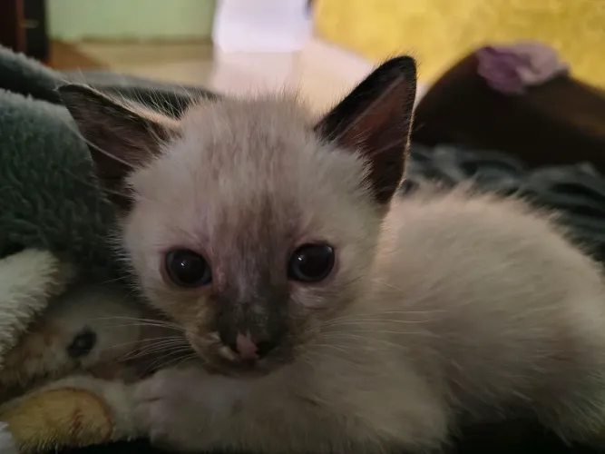 Gato filhote
